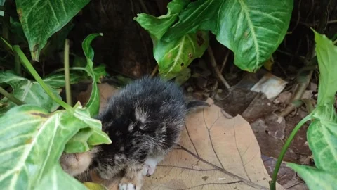 Anak Kucing Video stock 234668606