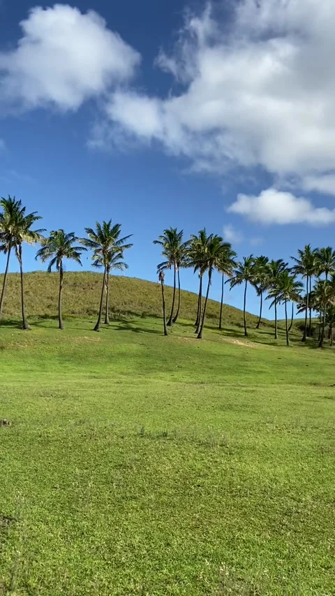 Anakena beach palm trees in Easter Island Stock-Footage 342840833