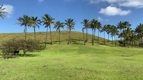 Anakena beach palm trees in Easter Island Video stock 342842258