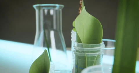 Analysis and artificial cultivation of plants in test tubes and sample tubes Stock Footage 273576936