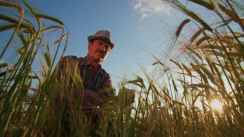 Analysis and inspection of wheat crops in the field by a farmer or agronomist. Stock Footage 199423824