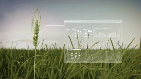 Analysis barley on field, data in Smart agriculture, internet of things. 4K. 스톡 동영상 82371531