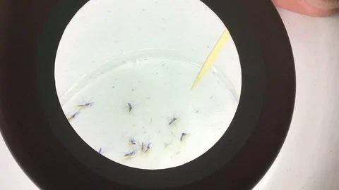 Analysis of contagious mosquitoes at lab in Guatemala Stock Footage 84872330