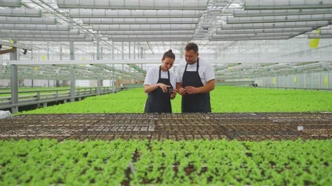 Analysis of development, sustainability and growth of lettuce in greenhouse Stock Footage 278132724