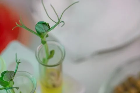 Analysis of green sprouts in the laboratory. Test tubes with a plant inside. Stock Photos