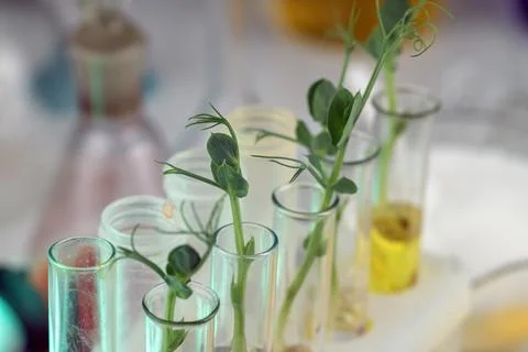 Analysis of green sprouts in the laboratory. Test tubes with a plant inside. Stock Photos