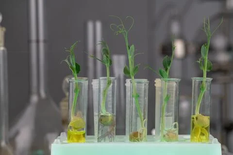 Analysis of green sprouts in the laboratory. Test tubes with a plant inside. Stockfoto's