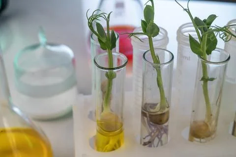 Analysis of green sprouts in the laboratory. Test tubes with a plant inside. Фото
