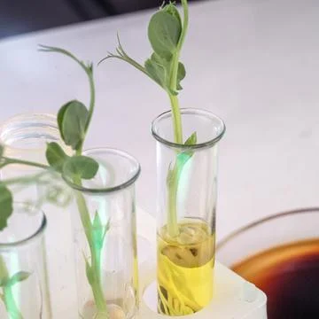 Analysis of green sprouts in the laboratory. Test tubes with a plant inside. Stock Photos