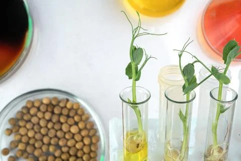 Analysis of green sprouts in the laboratory. Test tubes with a plant inside. Stock Photos
