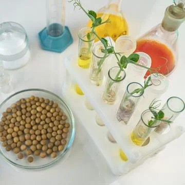 Analysis of green sprouts in the laboratory. Test tubes with a plant inside. Stock Photos