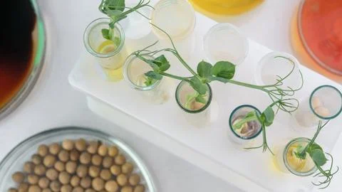 Analysis of green sprouts in the laboratory. Test tubes with a plant inside. Stock Photos