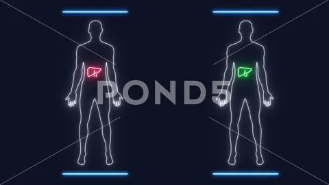 Analysis of Human Male Anatomy Scan on Futuristic Touch Screen ...