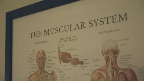 The analysis of the muscular system in humans involves studying a detailed Stock Footage 276517703