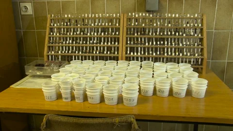 Analysis of soil samples in laboratory. Video stock 153815417