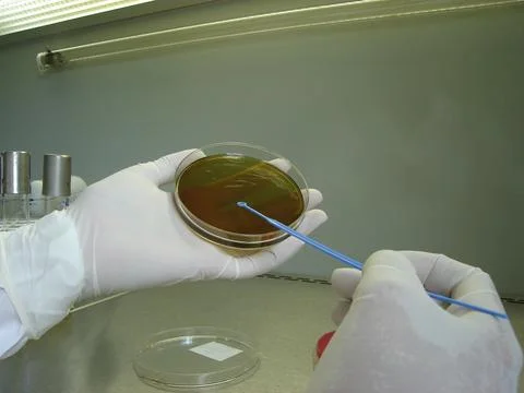 An analyst streak a sample in some dark brown medium for a bacteria culture essa Stock Photos