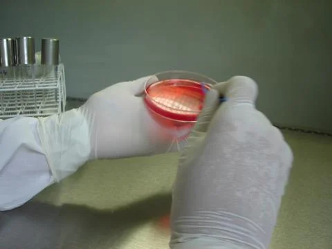 An analyst streak a sample in some medium for a bacteria culture essay inside a  Stock Photos