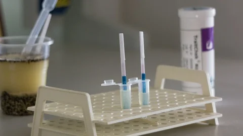 Analyzes of wheat grains Video stock 95721543