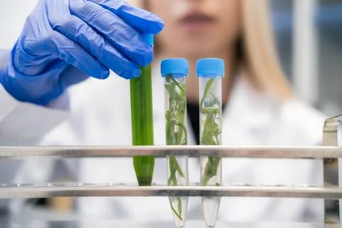 Analyzing green plant samples in precision test tubes at laboratory research Fotos Stock