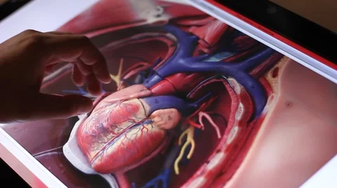 Analyzing model of human circulatory system on touch screen computer Stock Footage 61669072