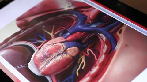 Analyzing model of human circulatory system on touch screen computer Vídeo Stock 61714355