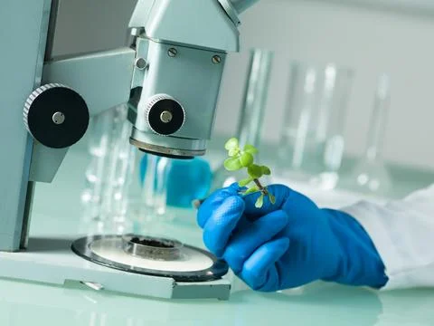 Analyzing a plant under the microscope Stockfoto's
