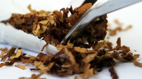 Analyzing tobacco Stock-Footage 48428157