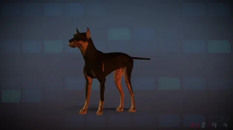 Analyzing a type of dog for computer Stock Footage 56284762