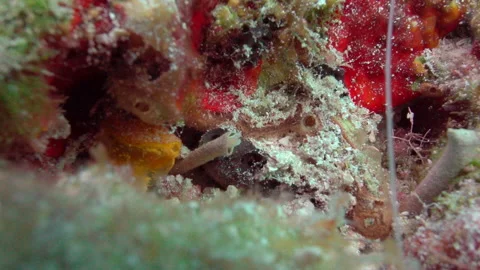 Anamobaea sp Video stock 236055356