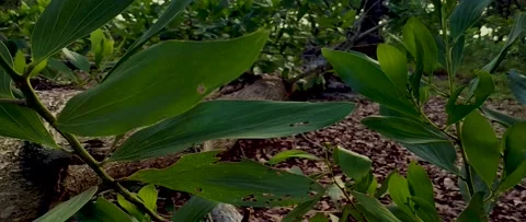 Anamorphic Cinema Footage of Fallen Tree in The Tropical Rainforests Stock-Footage 161505719
