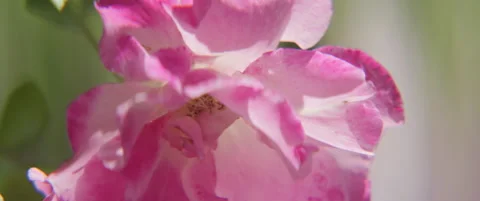 Anamorphic climbing rose flower by spring 4k footage Stock Footage 311690358