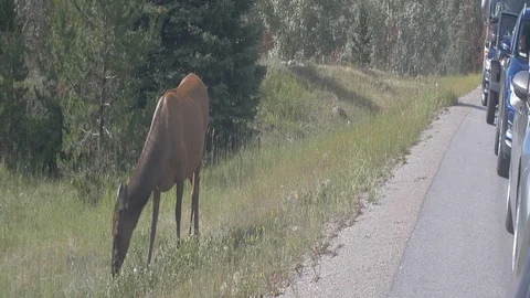 Anamorphic Elk Eating Grass Next to Motorists Stock Footage 93061937