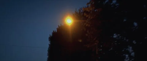 Anamorphic film shot of dark tree silhouettes against a deep blue sky Stock Footage 302280420