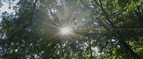 Anamorphic flare of sun through tree bra... | Stock Video | Pond5