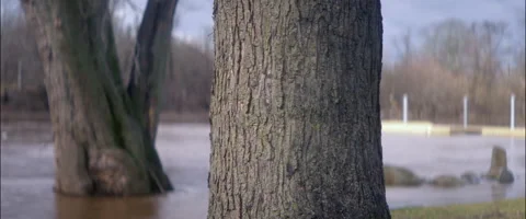 Anamorphic Flooded River Tree  Stock Footage 233525067