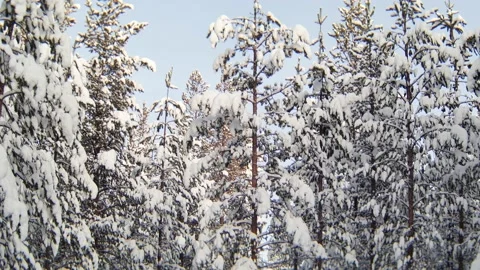 Anamorphic forest Stock Footage 157206922