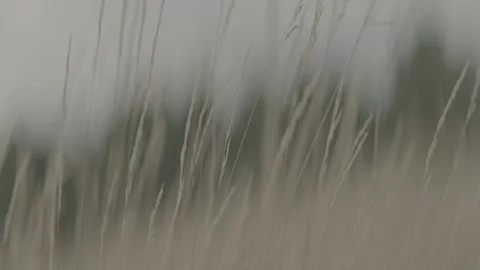 Anamorphic-out-of-focus-reeds2-pt2 Stock Footage 117997010