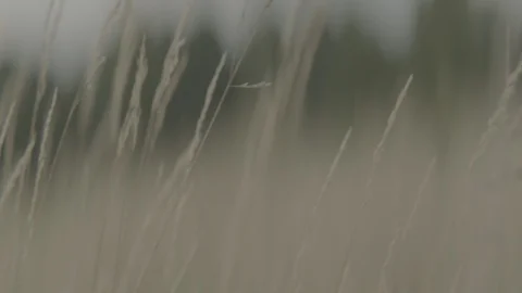 Anamorphic-out-of-focus-reeds2-pt3 Stock Footage 117997027