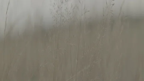 Anamorphic-out-of-focus-reeds2-pt4 Stock Footage 117996951