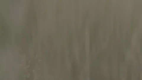 Anamorphic-out-of-focus-reeds3-pt2 Stock Footage 117987756