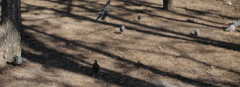 Anamorphic pigeons in slow motion in the woods Stock Footage 129291441