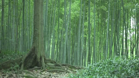 Anamorphic shot of a bamboo forest. Stock Footage 243371402