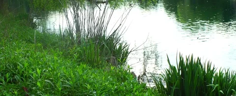 Anamorphic shot of edge of a lake Video stock 107357239