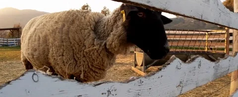 Anamorphic shot of farm sheep Stock Footage 126114630
