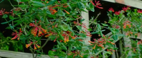 Anamorphic shot of flowers in spring Video stock 107357434