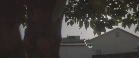 Anamorphic Slow Motion Backyard Morning Sun Through Trees Alexa Log Shot Vidéo 80791095