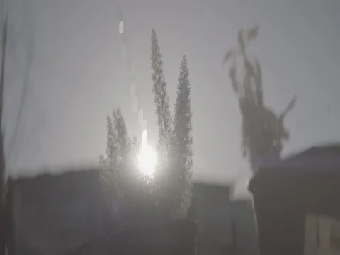 Anamorphic Slow Motion Backyard Plants Alexa Log Shot Stock Footage 80790998