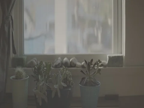 Anamorphic Slow Motion Indoor Plants Panning Alexa Log Shot Stock Footage 80791091