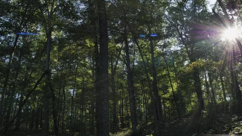 Anamorphic Sun Beams Through Beautiful Forest Cinematic Motion Vídeo Stock 99157335