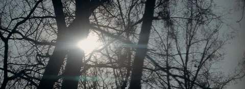 Anamorphic sunrise in the forest Stock Footage 129291445